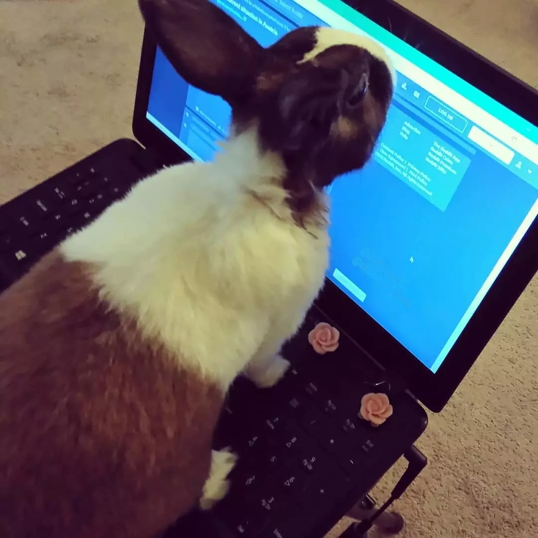 Rabbit on computer